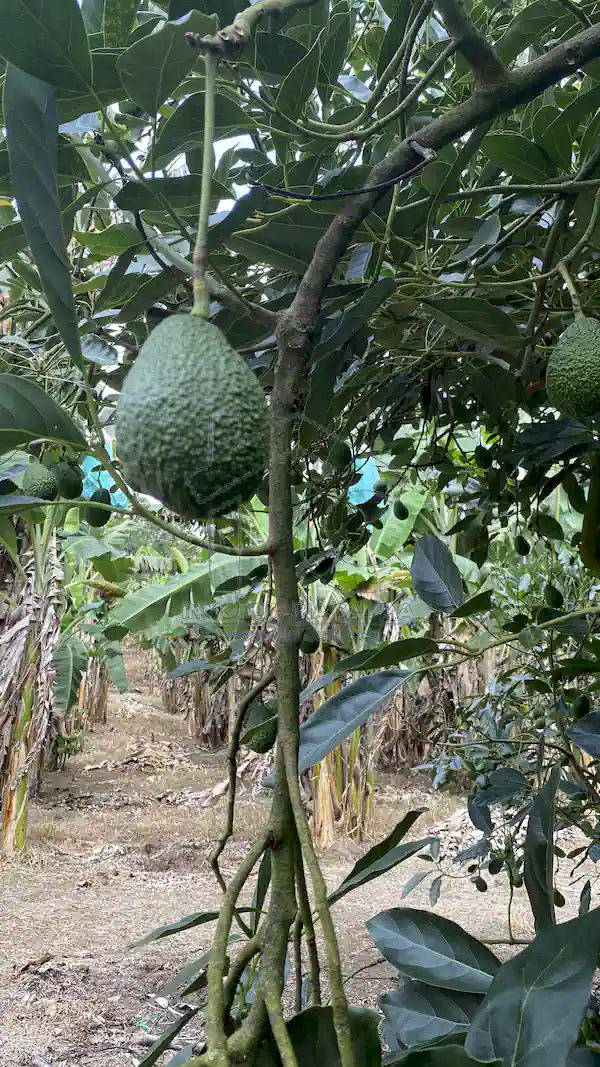 Finca La Esperanza